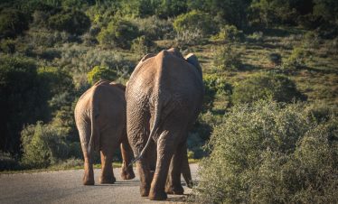 Amboseli Big Five Safari