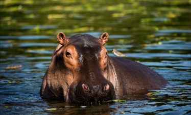 Aruba Dam for hippo