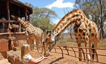 Giraffe Centre Nairobi Entry Fee & Tour Timings for visiting Giraffe Centre in Nairobi, Kenya