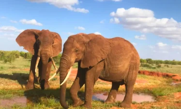 Red Elephant Tsavo Safari