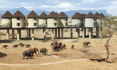 Shimba Hills & Salt Lick Safari Lodge