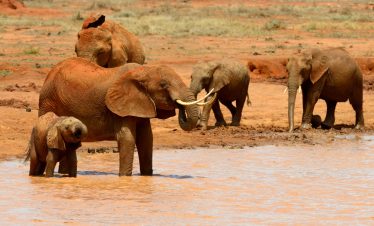 Tsavo East & West Classic Safari