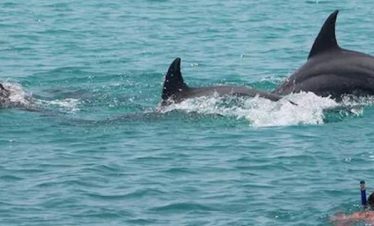 Wasini Island Dolphin