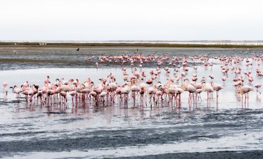 When to see Flamingos on Lake Nakuru National Park Lake Nakuru