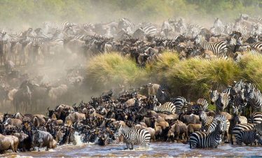 great migration masai mara kenya