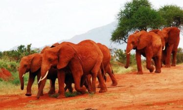 red elephants tsavo